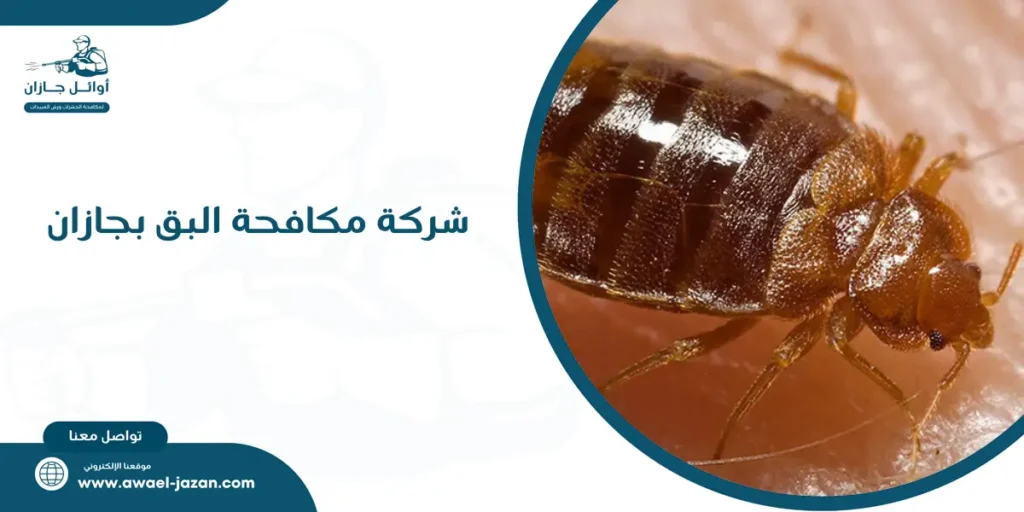 شركة مكافحة البق بجازان