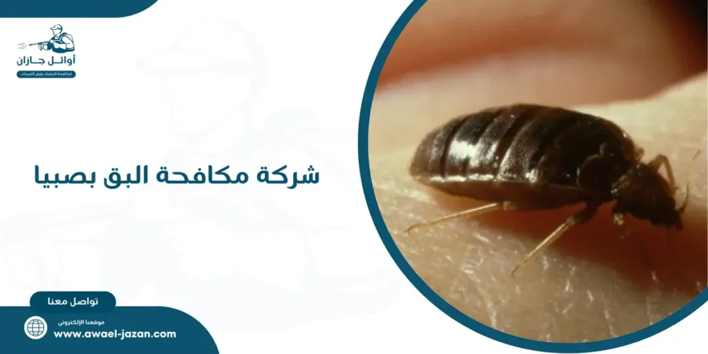 شركة مكافحة البق بصبيا