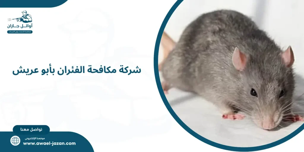 شركة مكافحة الفئران بأبو عريش