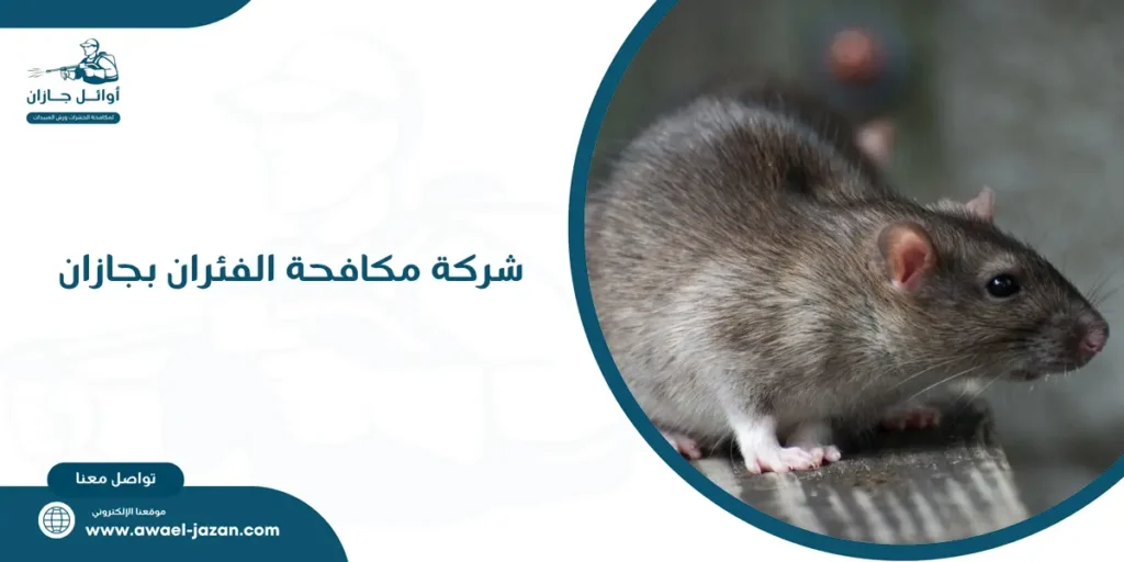 شركة مكافحة الفئران بجازان