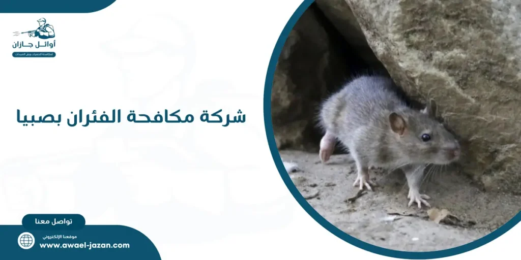 شركة مكافحة الفئران بصبيا