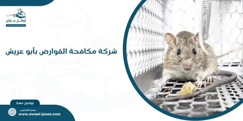 شركة مكافحة القوارض بأبو عريش