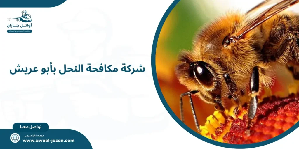 شركة مكافحة النحل بأبو عريش