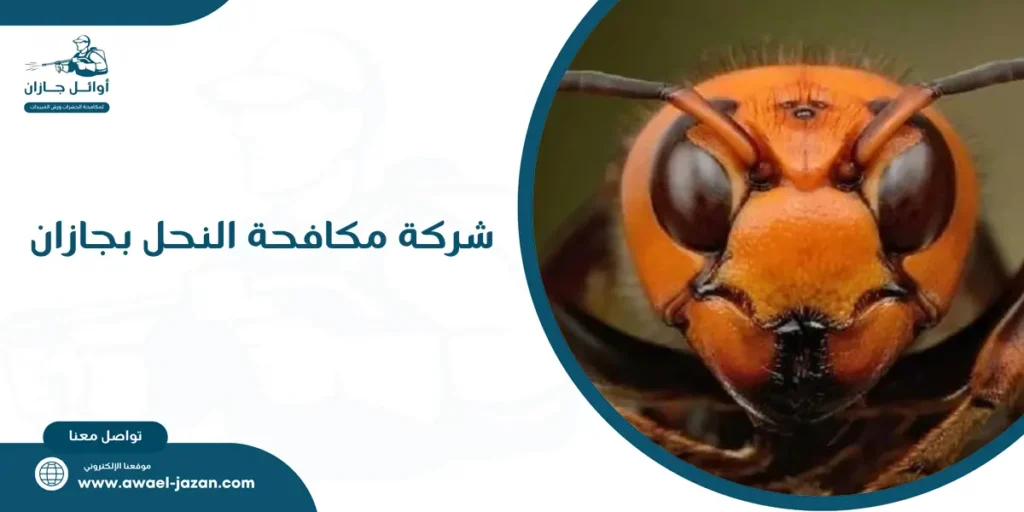 شركة مكافحة النحل بجازان