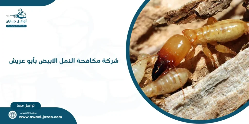 شركة مكافحة النمل الابيض بأبو عريش