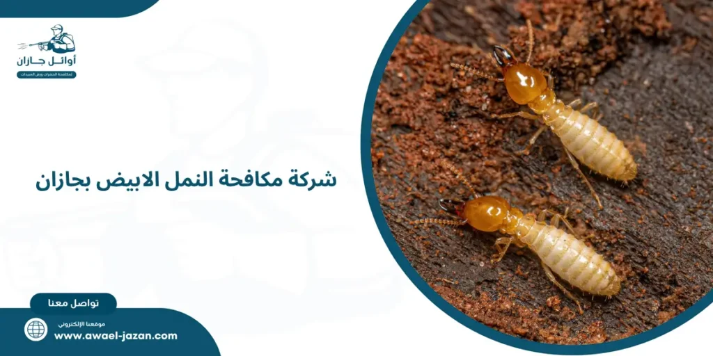 شركة مكافحة النمل الابيض بجازان