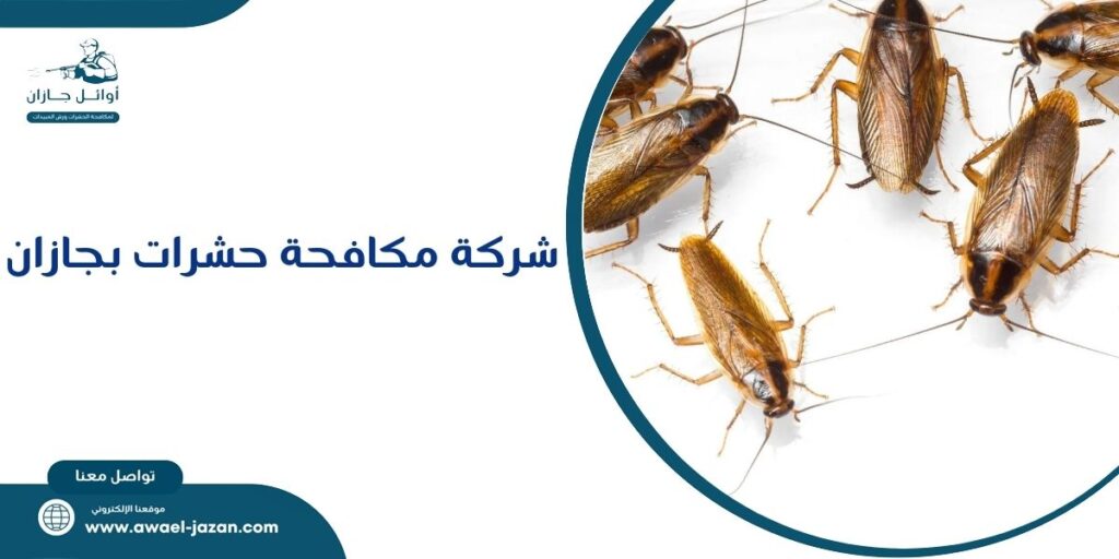 شركة مكافحة حشرات بجازان