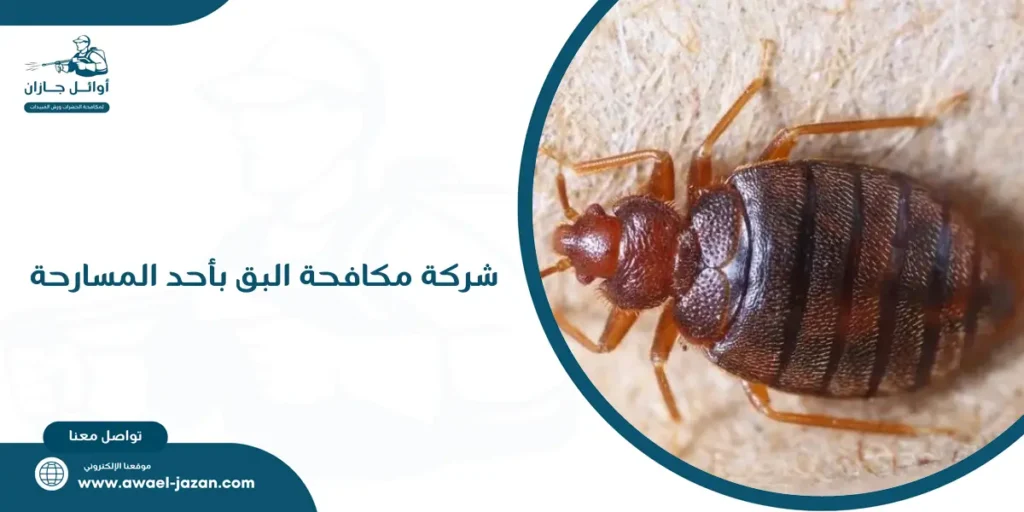 شركة مكافحة البق بأحد المسارحة