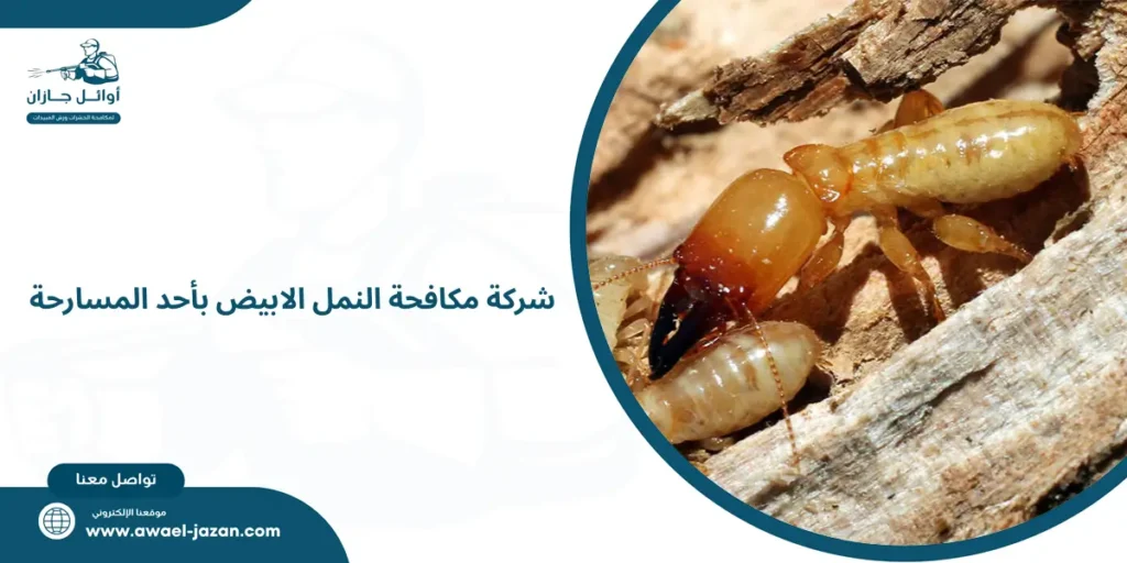 شركة مكافحة النمل الابيض بأحد المسارحة